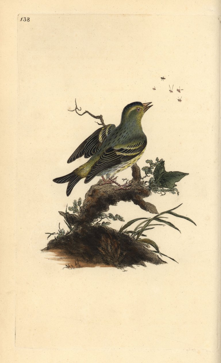 Eurasian siskin, Carduelis spinus. Placa de cobre colorida à mão, desenhada e gravada por Edward Donovan a partir de sua própria "Natural History of British Birds", Londres. de Edward Donovan