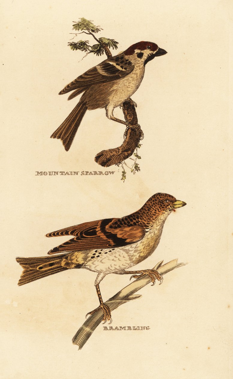 Pardal de árvore eurasiático, Passer montanus e brambling, Fringilla montifringilla de Edward Donovan