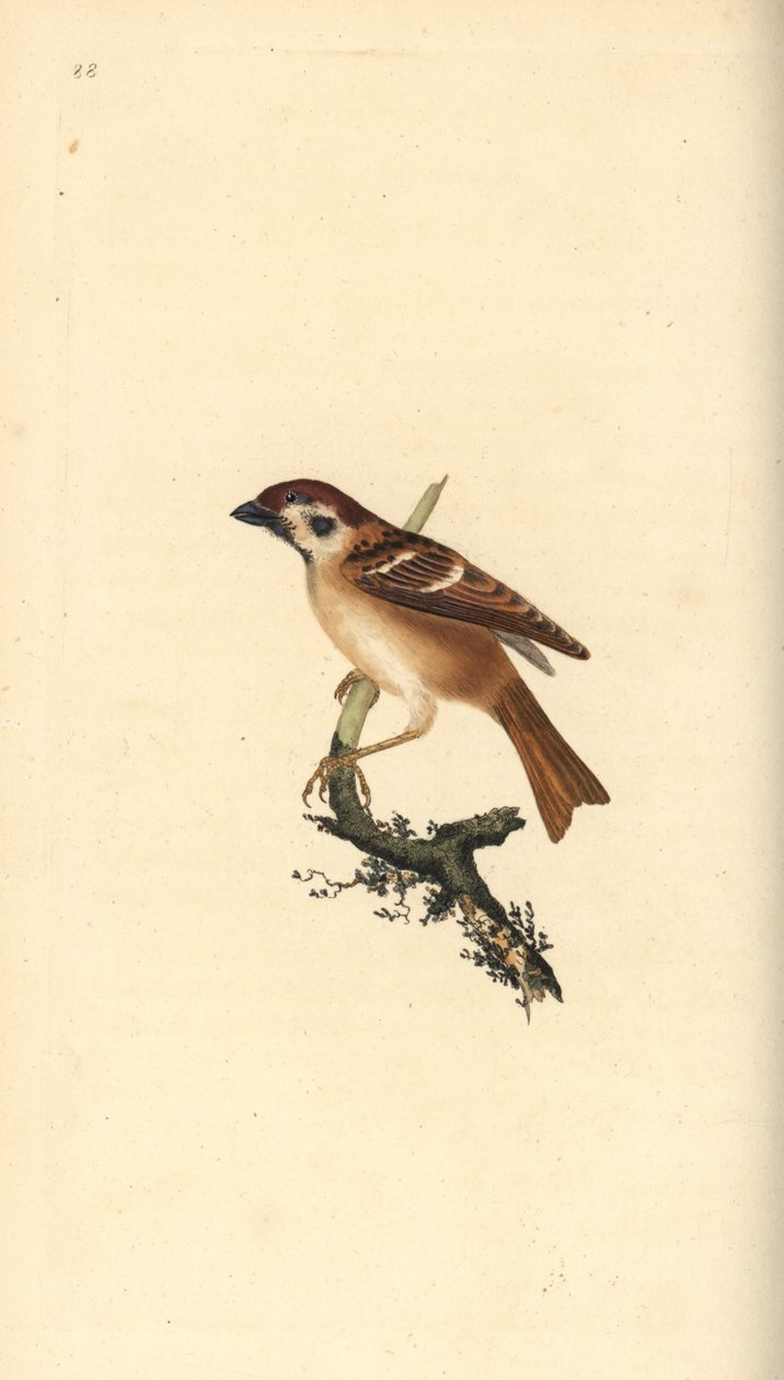 Pardal de árvores eurasiático, Plier montanus. Placa de cobre colorida à mão desenhada e gravada por Edward Donovan a partir de sua própria "Natural History of British Birds", Londres. de Edward Donovan