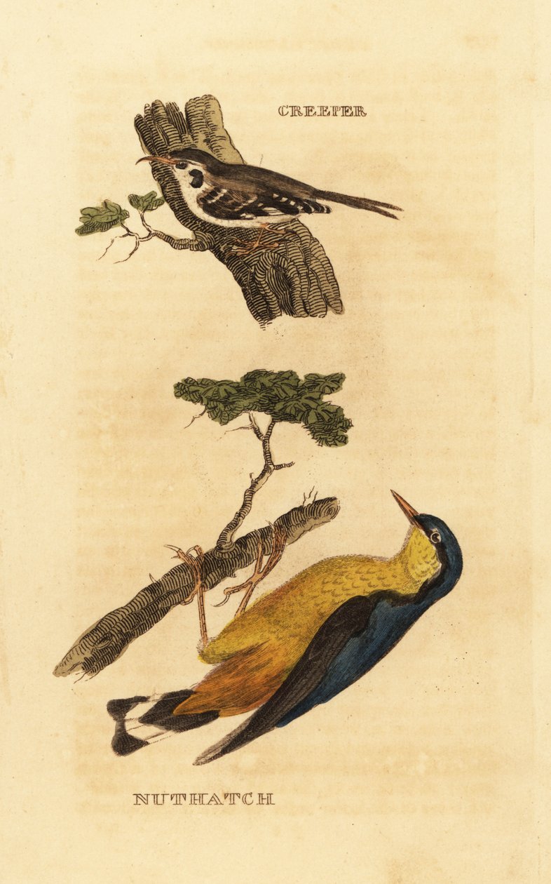 Eurasian treecreeper, Certhia familiaris, e Eurasian nuthatch, Sitta europaea de Edward Donovan