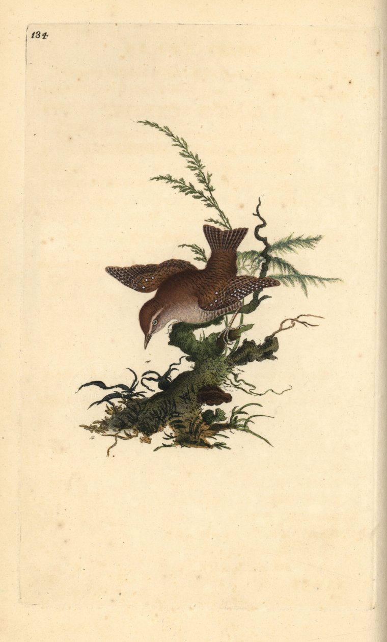 Eurasian wren, troglodytes troglodytes. Placa de cobre colorida à mão desenhada e gravada por Edward Donovan a partir de sua própria "História Natural das Aves Britânicas" (1794-1819). Edward Donovan (1768-1837) foi um zoólogo amador anglo-irlandês, escrit de Edward Donovan
