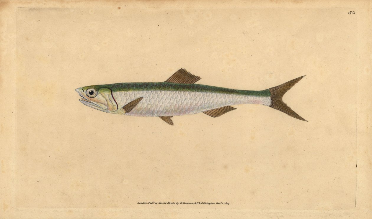 A anchova europeia, Engraulis encrasicolus (Anchovy, Clupea encrasicolus). Placa de cobre colorida à mão desenhada e gravada por Edward Donovan a partir de sua História Natural dos Peixes Britânicos, Donovan e F.C. e J. Rivington, Londres de Edward Donovan