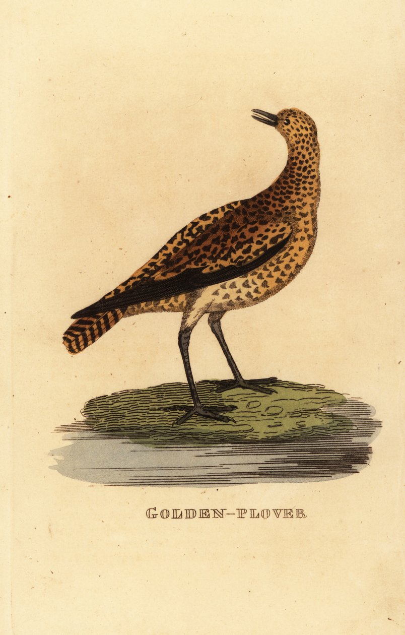 Tarambola-dourada europeia, Pluvialis apricaria de Edward Donovan