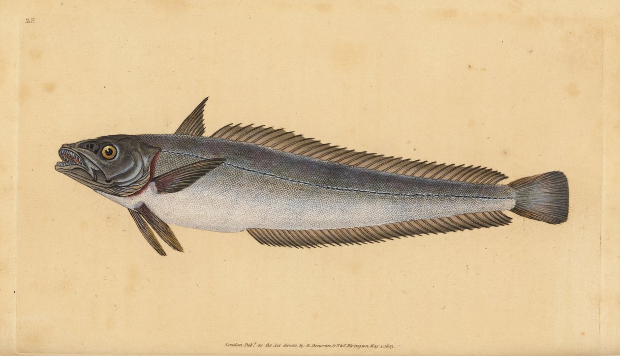 Pescada europeia, Merluccius merluccius (Hake, Gadus merluccius). Placa de cobre colorida à mão desenhada e gravada por Edward Donovan a partir de sua História Natural dos Peixes Britânicos, Donovan e F.C. e J. Rivington, Londres de Edward Donovan