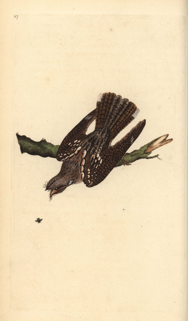 Nocturno europeu, Caprimulgus europaeus. Placa de cobre colorida à mão desenhada e gravada por Edward Donovan a partir de sua própria "Natural History of British Birds", Londres de Edward Donovan