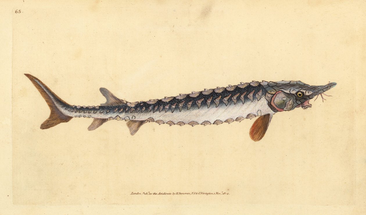 Esturjão europeu ou comum. Criticamente em perigo. Placa de cobre colorida à mão desenhada e gravada por Edward Donovan a partir de sua História Natural dos Peixes Britânicos, Donovan e F.C. e J. Rivington, Londres. de Edward Donovan