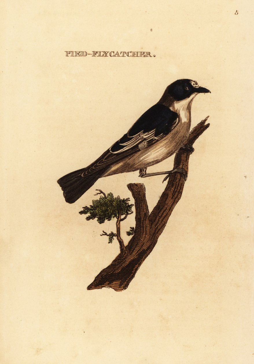 Apanhador de moscas europeias, Ficedula hypoleuca de Edward Donovan