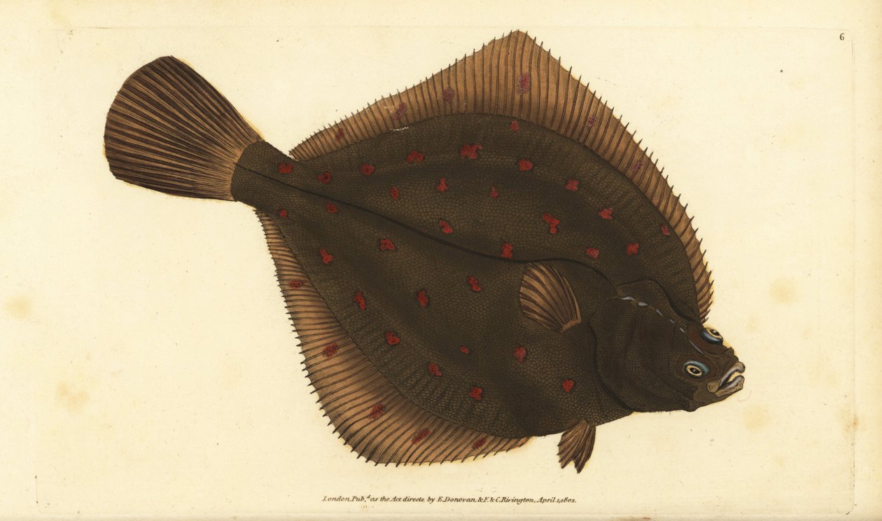 Placas de pleuronectes europeias. Placa de cobre colorida à mão desenhada e gravada por Edward Donovan a partir de sua História Natural dos Peixes Britânicos, Donovan e F.C. e J. Rivington, Londres. de Edward Donovan