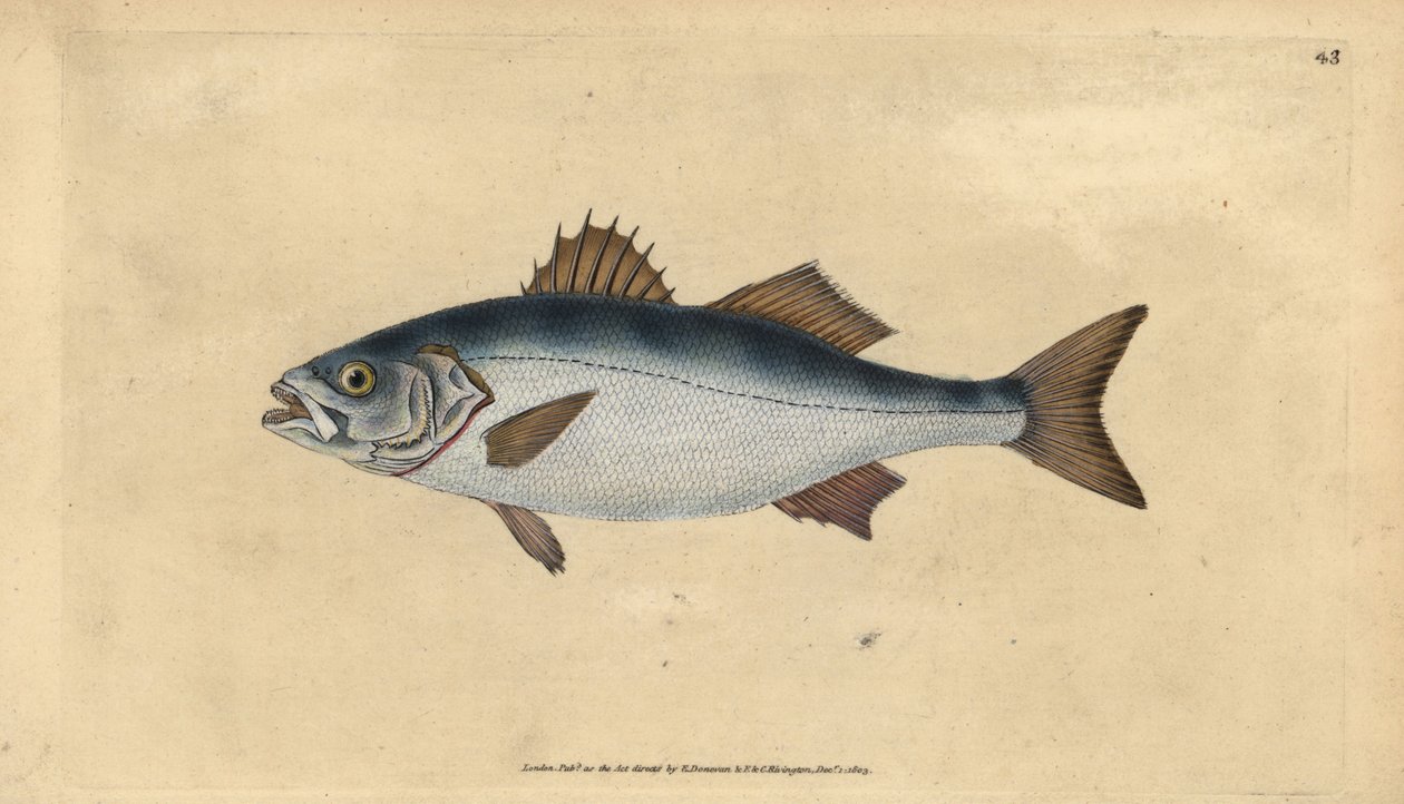 Mares europeus, Dicentrarchus labrax (Basse, Perca labrax). Placa de cobre colorida à mão desenhada e gravada por Edward Donovan a partir de sua História Natural dos Peixes Britânicos, Donovan e F.C. e J. Rivington, Londres. de Edward Donovan