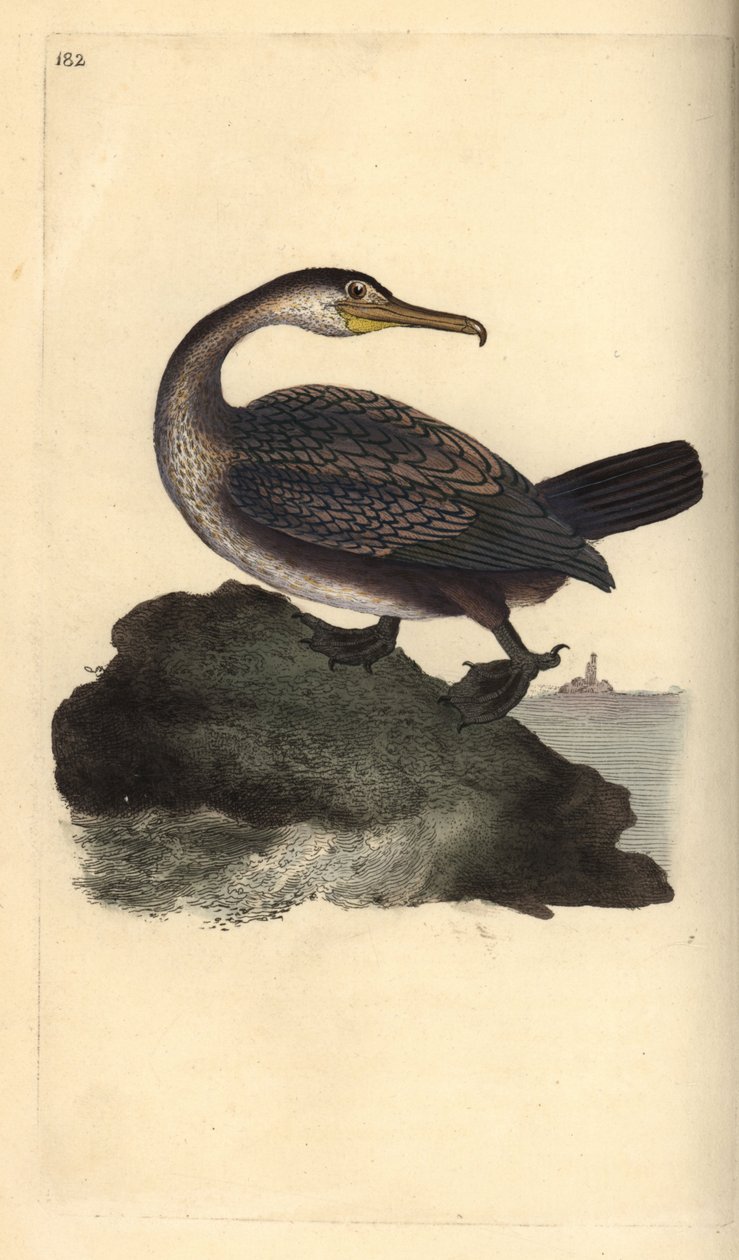 Foda europeia, Phalacrocorax aristotelis. Placa de cobre colorida à mão, desenhada e gravada por Edward Donovan a partir de sua própria "Natural History of British Birds", Londres de Edward Donovan