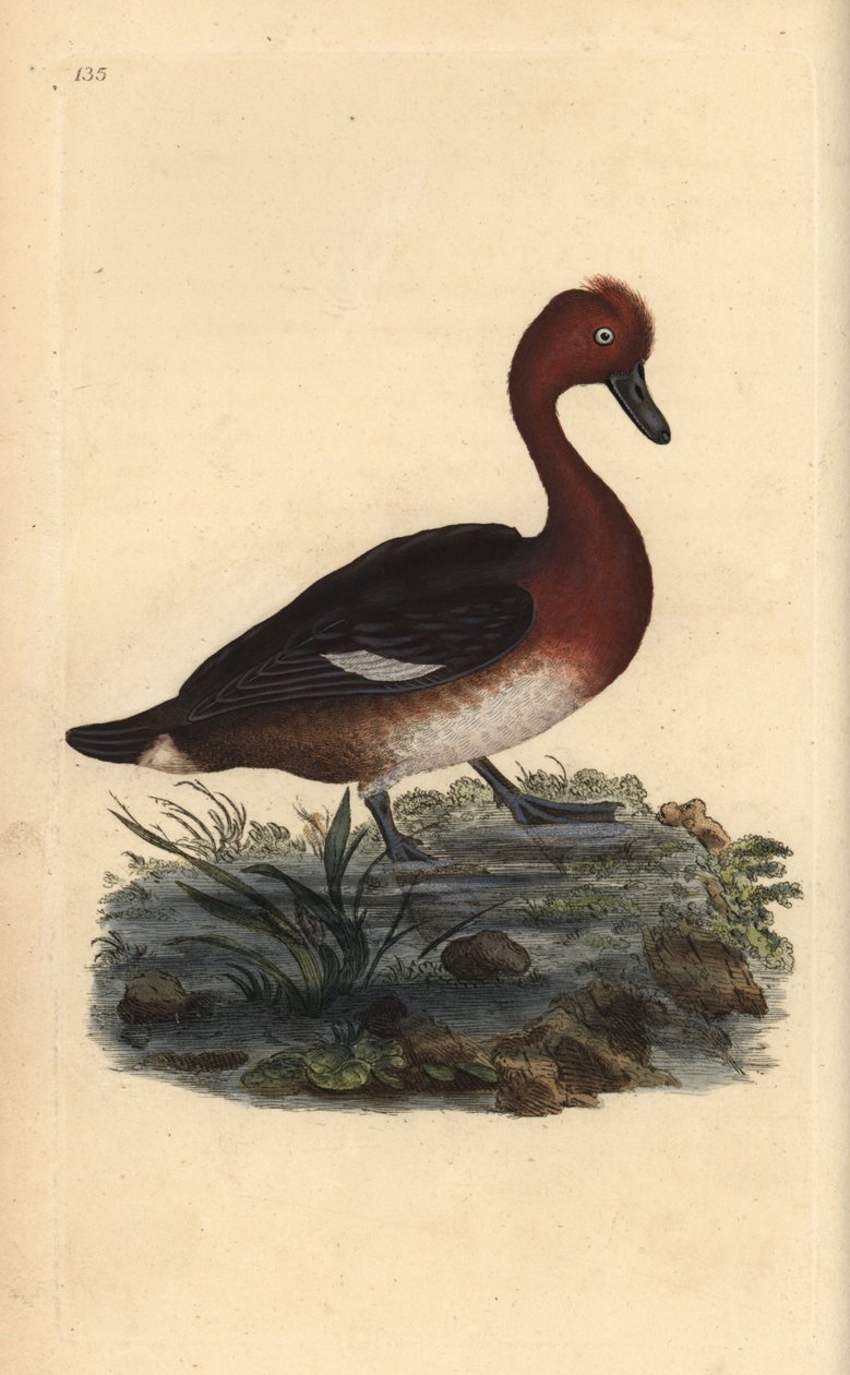 Pato Ferruginous, Aythya nyroca. Placa de cobre colorida à mão desenhada e gravada por Edward Donovan a partir de sua própria "História Natural das Aves Britânicas" (1794-1819). Edward Donovan (1768-1837) foi um zoólogo amador anglo-irlandês, escritor, art de Edward Donovan