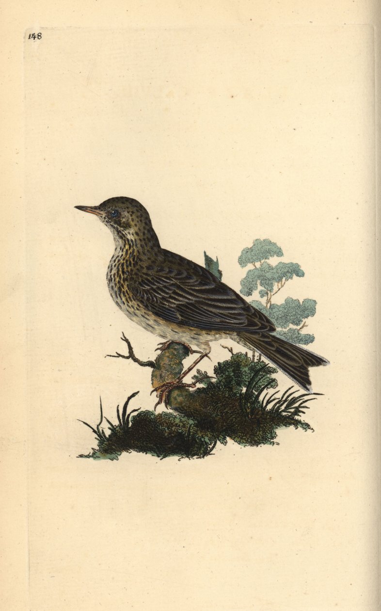Cotovia, Alauda minor (ou Tree pipit, Anthus trivialis?). Placa de cobre colorida à mão desenhada e gravada por Edward Donovan a partir de sua própria "Natural History of British Birds", Londres de Edward Donovan