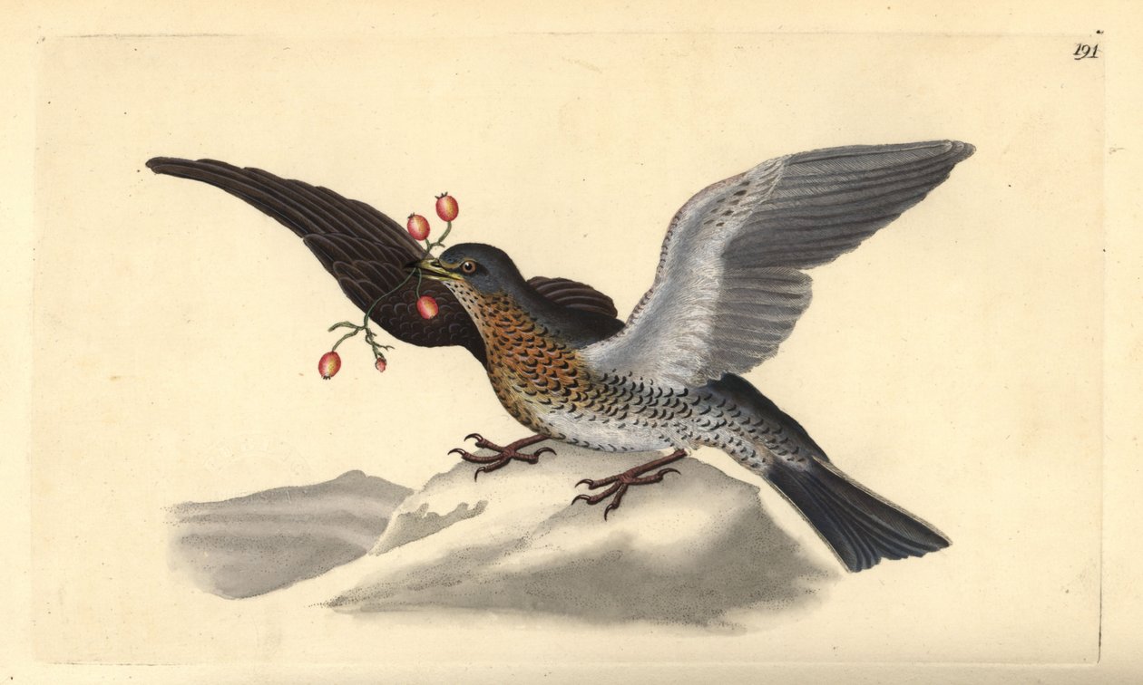 Fieldfare, Turdus pilaris. Placa de cobre colorida à mão, desenhada e gravada por Edward Donovan a partir de sua própria "Natural History of British Birds," Londres de Edward Donovan