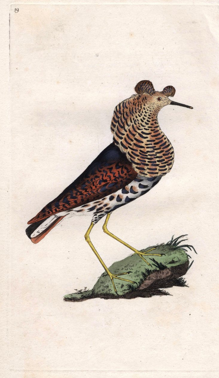 O lutador varia. Philomachus pugnax (Tringa pugnax). Gravura em cobre de Edward Donovan (1768-1837), publicada na Histoire naturelle des oiseaux britanniques, Londres. de Edward Donovan