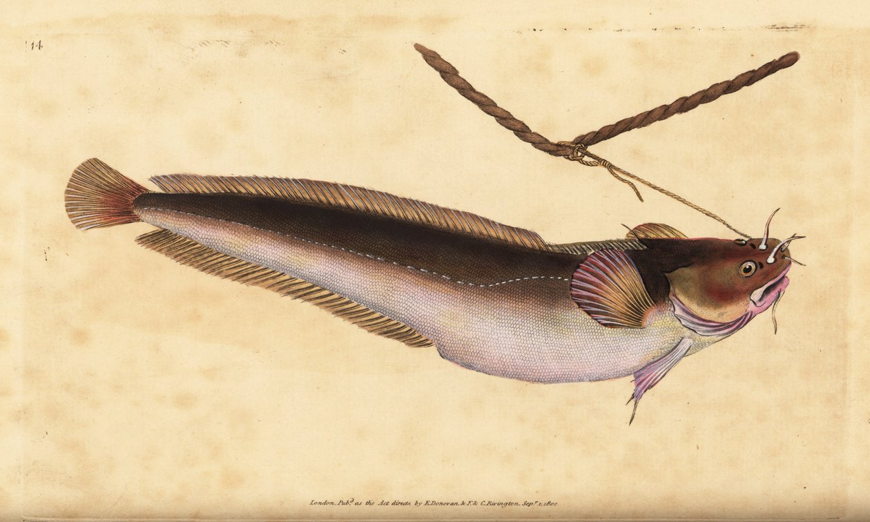 Balancim de cinco barbas, Ciliata mustela (Bacalhau de cinco barbas, Gadus mustela). Placa de cobre colorida à mão desenhada e gravada por Edward Donovan da sua História Natural dos Peixes Britânicos, Donovan e F.C. e J. Rivington, Londres. de Edward Donovan