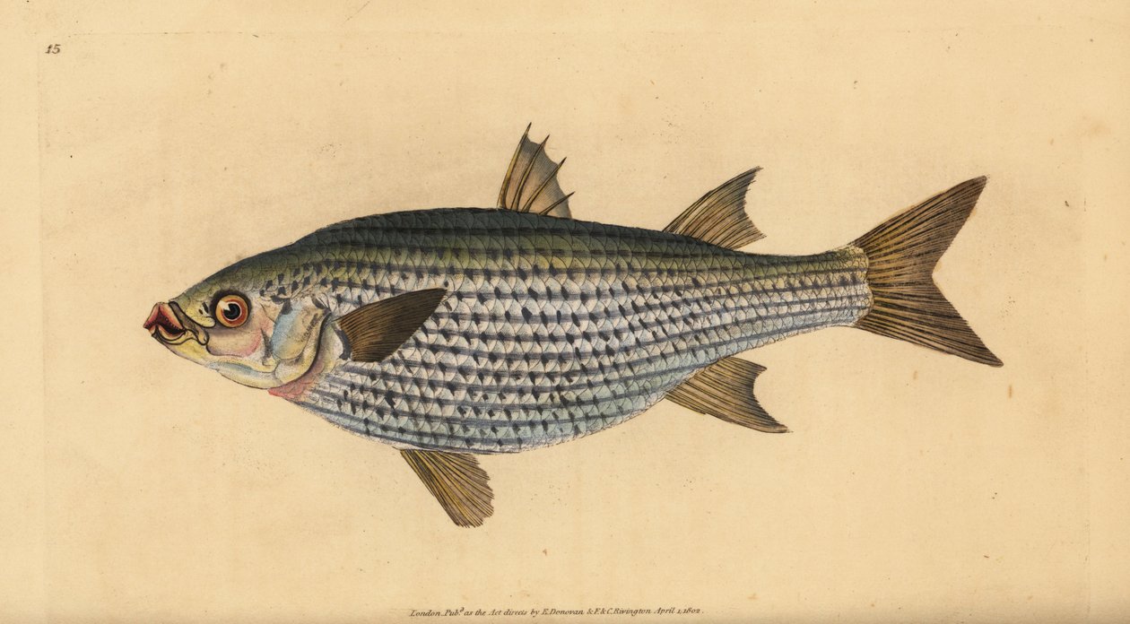 Tainha de cabeça chata, Mugil cephalus. Placa de cobre colorida à mão, desenhada e gravada por Edward Donovan a partir de sua História Natural dos Peixes Britânicos, Donovan e F.C. e J. Rivington, Londres. de Edward Donovan