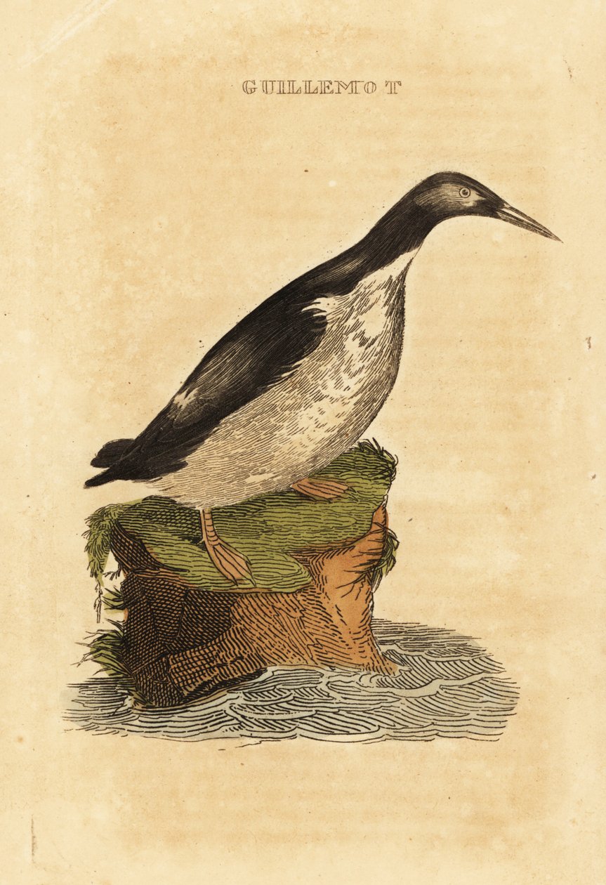 Guillemot idiota, Uria aalge de Edward Donovan