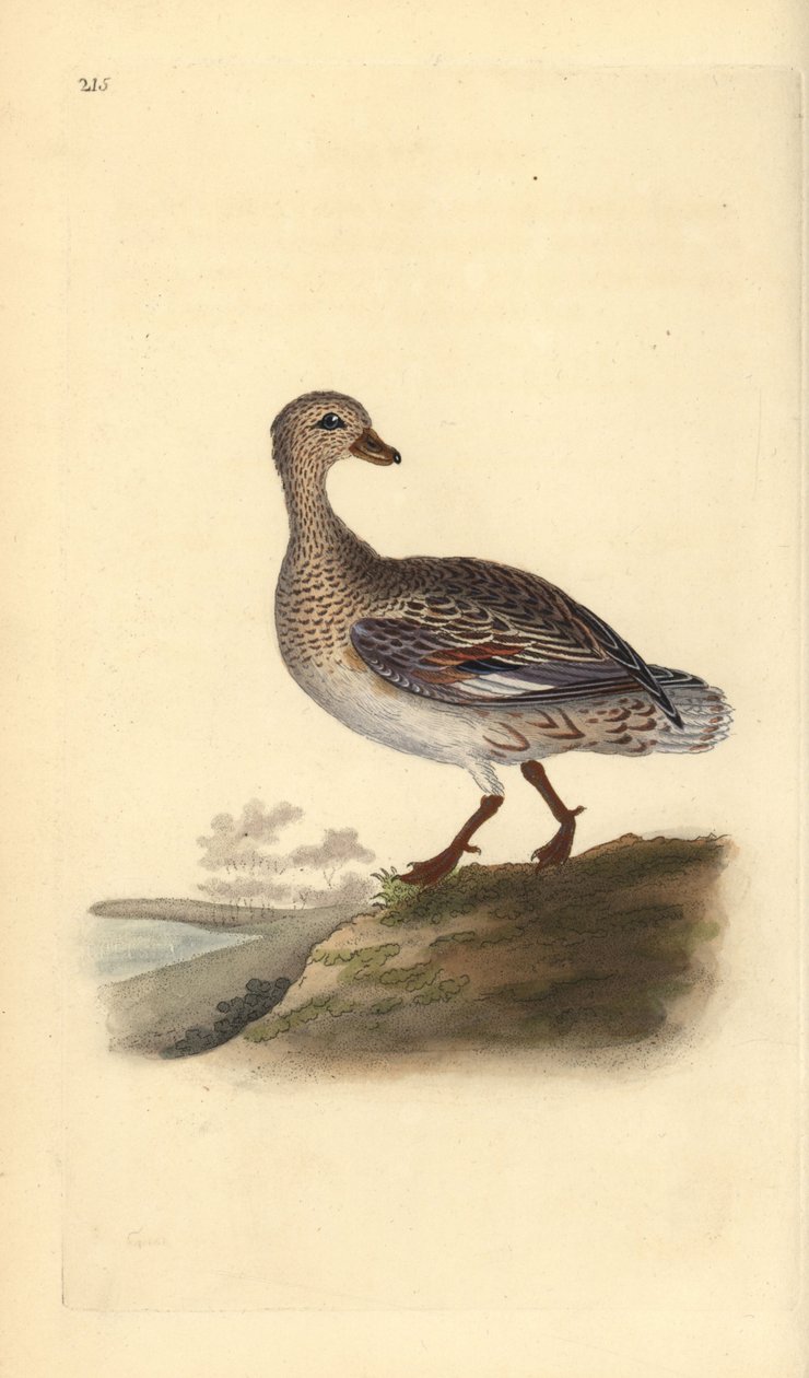 Gadwall (feminino), Anas strepera. Placa de cobre colorida à mão, desenhada e gravada por Edward Donovan a partir de sua própria "Natural History of British Birds", Londres. de Edward Donovan