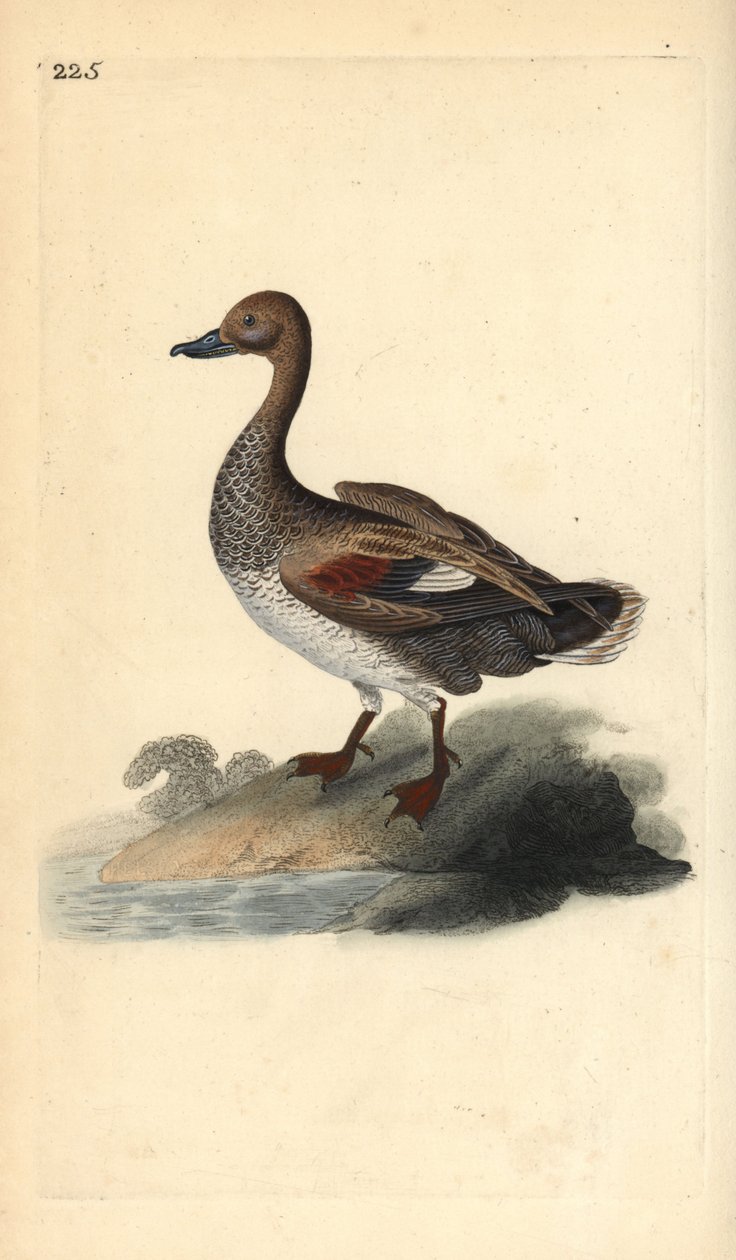 Gadwall (macho), Anas strepera. Placa de cobre colorida à mão, desenhada e gravada por Edward Donovan a partir de sua própria "Natural History of British Birds", Londres. de Edward Donovan