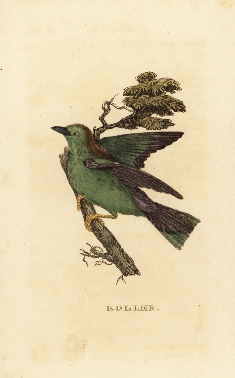 Coracias garrulus rolo ou rolo europeu, Garrulous roller de Edward Donovan