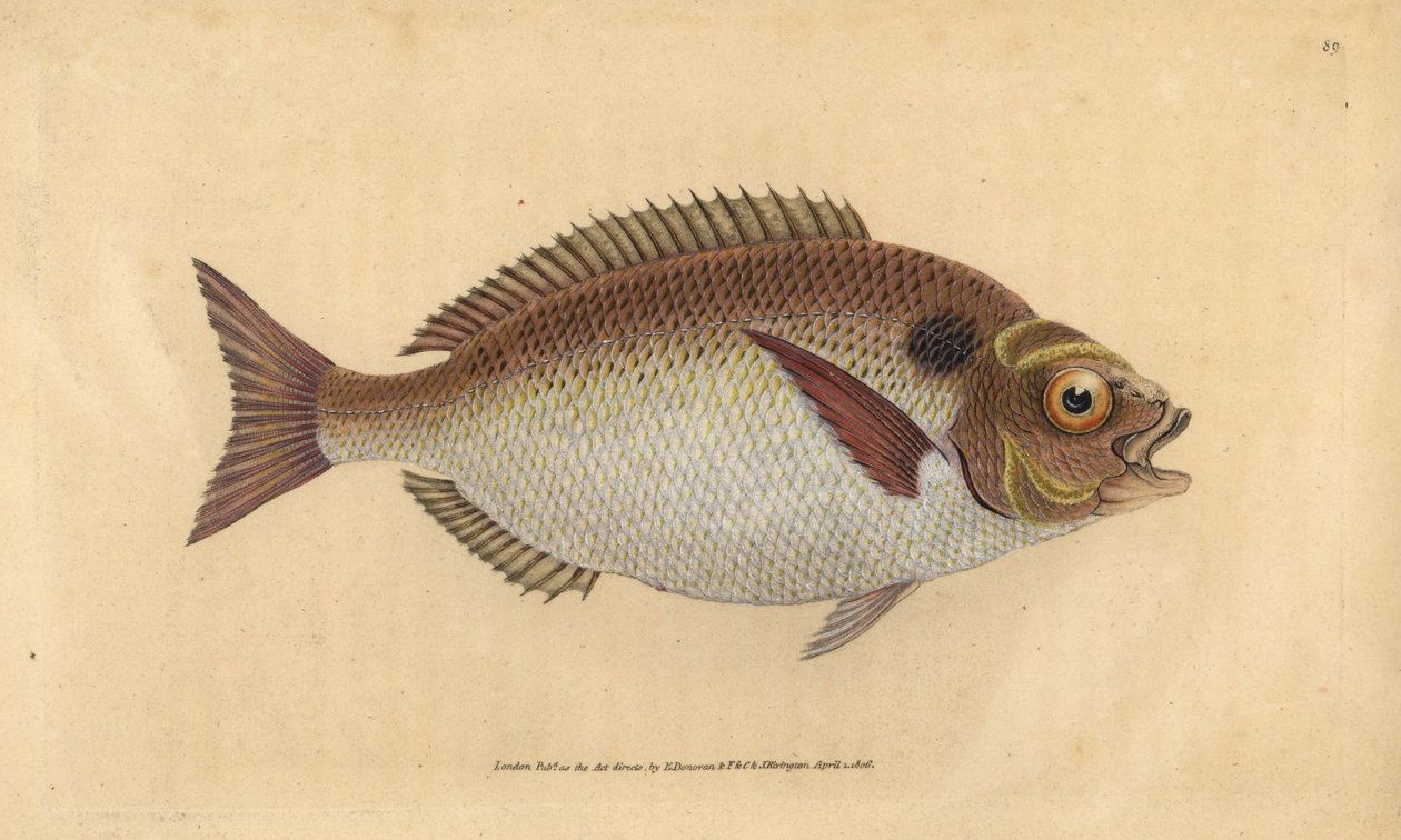 Gordura ou dourada lunulada, Sparus aurata. Placa de cobre colorida à mão desenhada e gravada por Edward Donovan a partir de sua História Natural dos Peixes Britânicos, Donovan e F.C. e J. Rivington, Londres. de Edward Donovan