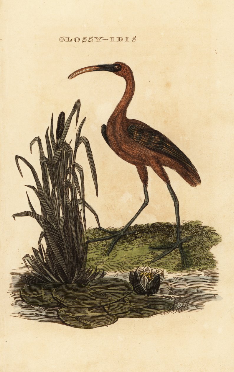 ibis brilhante, Plegadis falcinellus de Edward Donovan