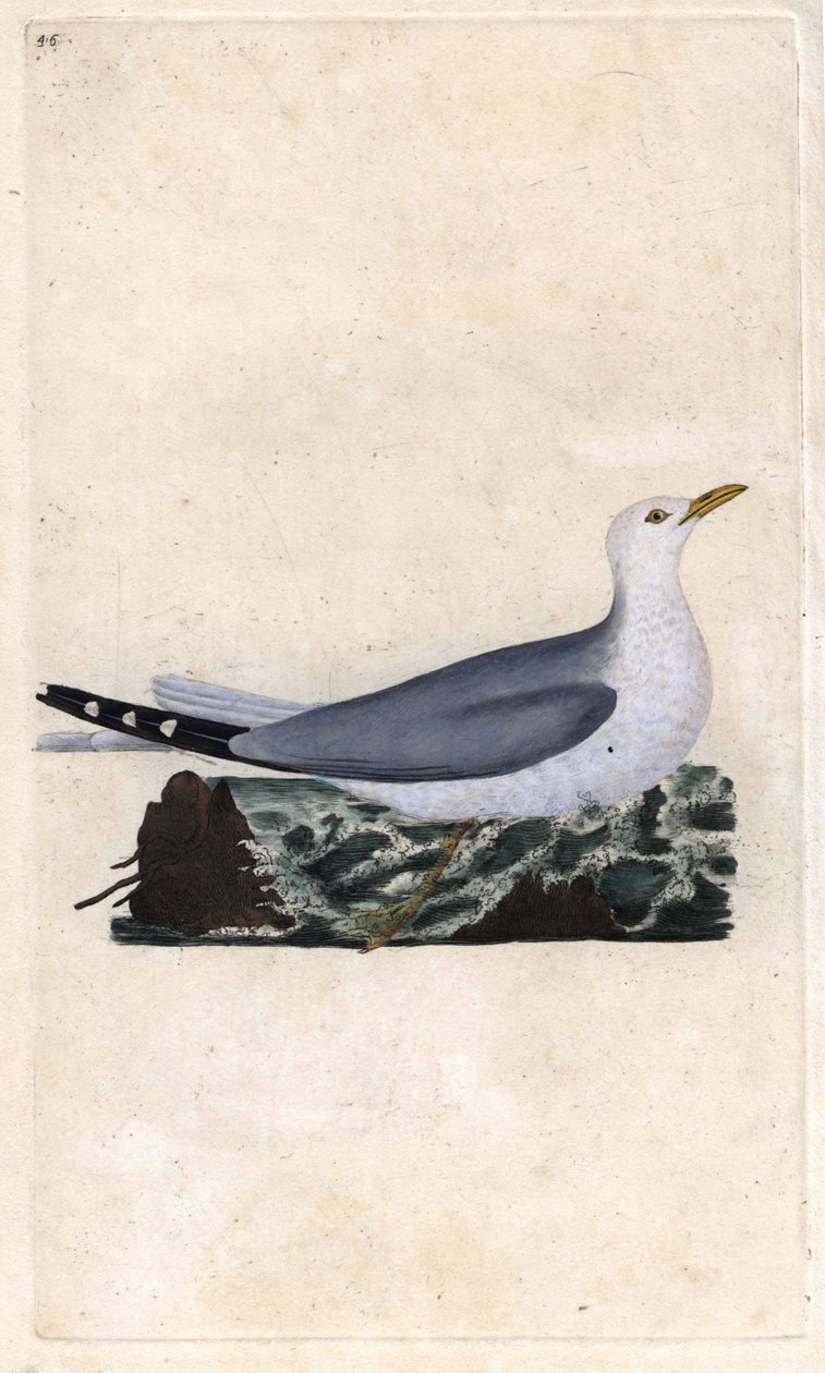 Cinzas de Goeland. Larus canus. Gravura em cobre de Edward Donovan (1768-1837), publicada na Histoire naturelle des oiseaux britanniques, Londres. de Edward Donovan