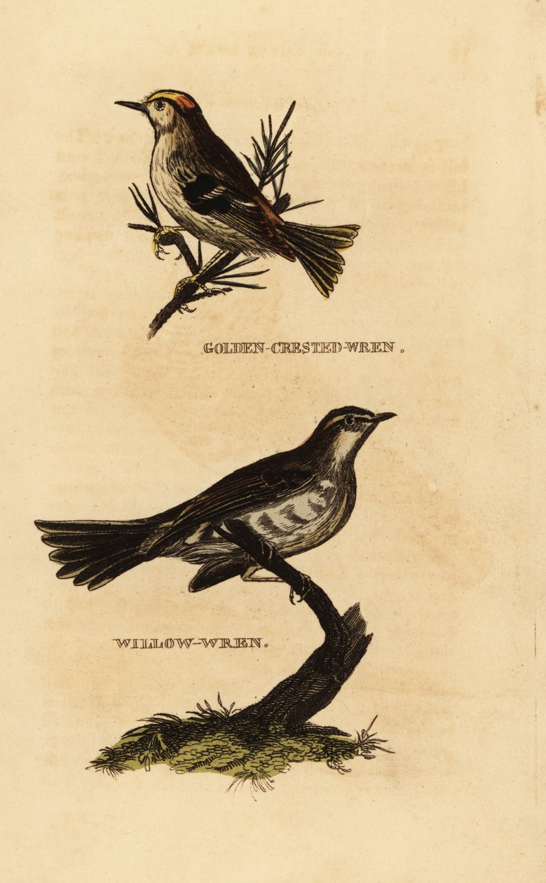 Goldcrest, Regulus regulus, e Willow Warbler, Phylloscopus trochilus de Edward Donovan