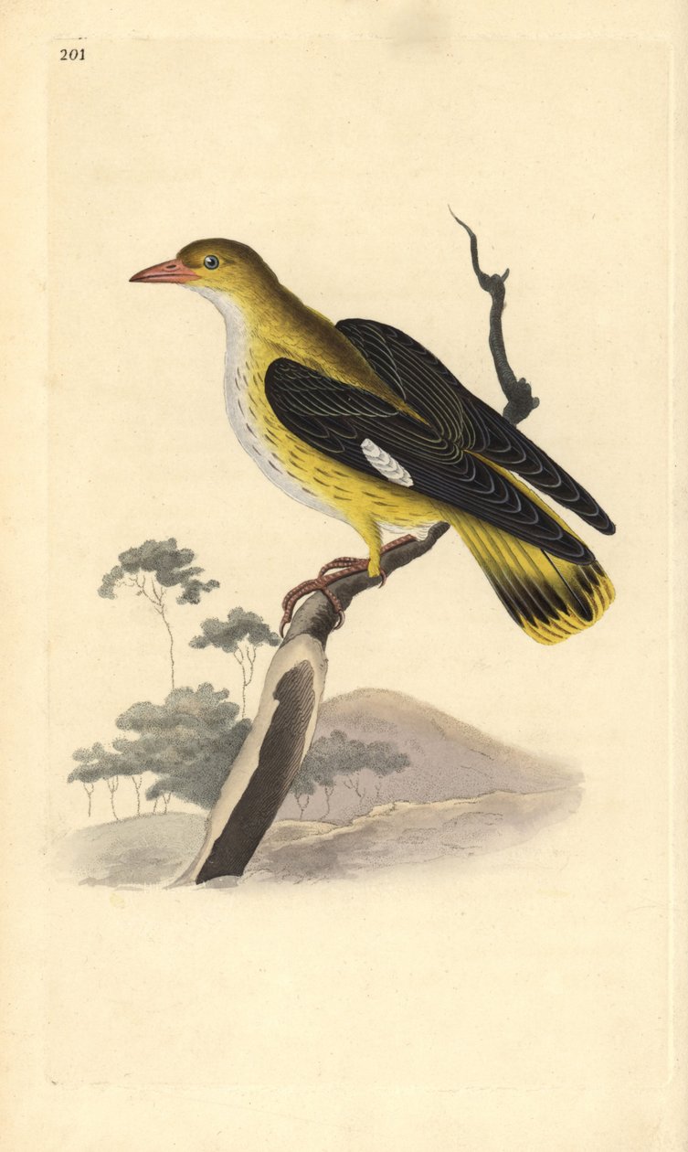 Oriole dourado (feminino), Oriolus oriolus. Placa de cobre colorida à mão desenhada e gravada por Edward Donovan a partir de sua própria "Natural History of British Birds", Londres. de Edward Donovan