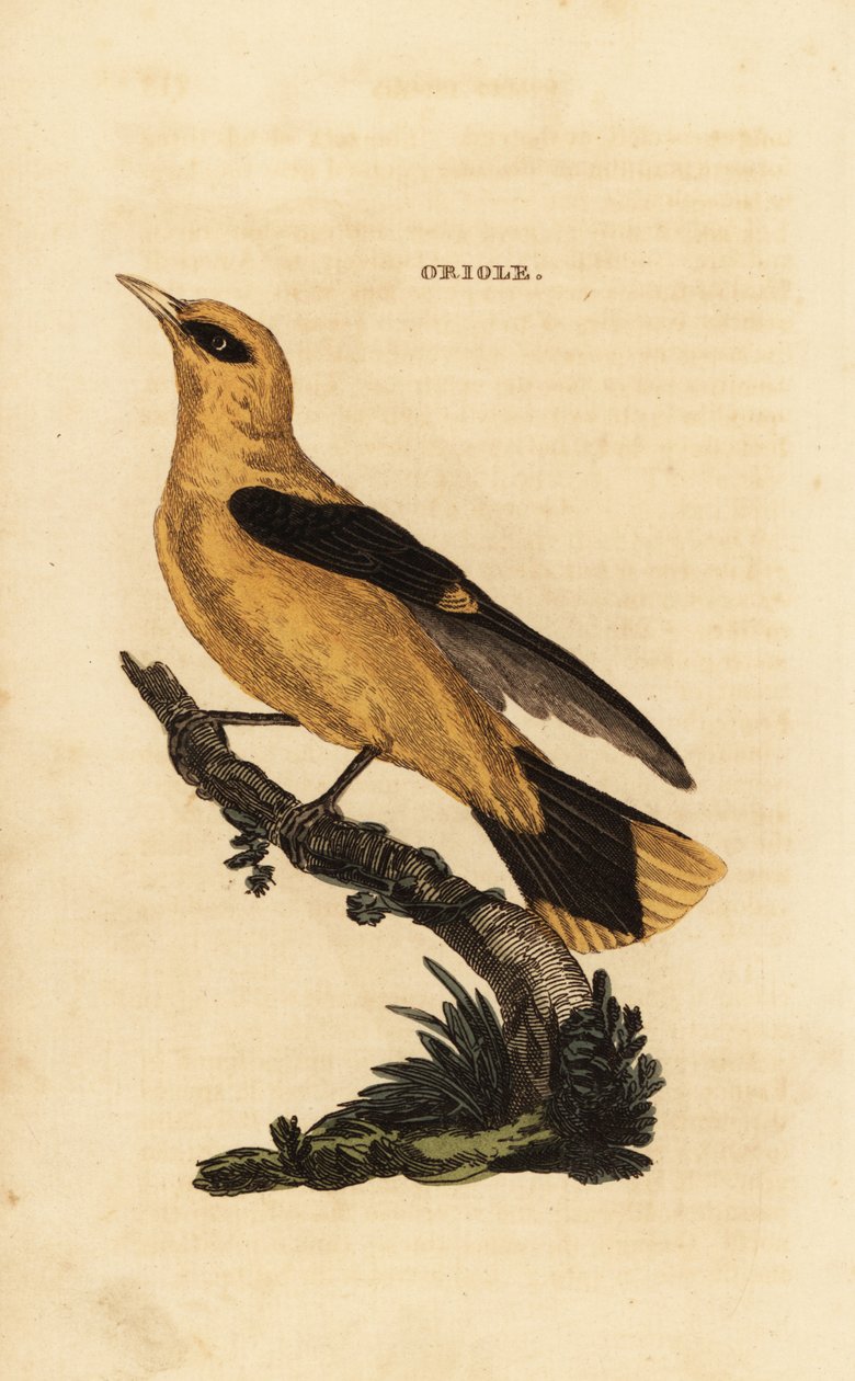 Oriole dourado, Oriolus oriolus de Edward Donovan