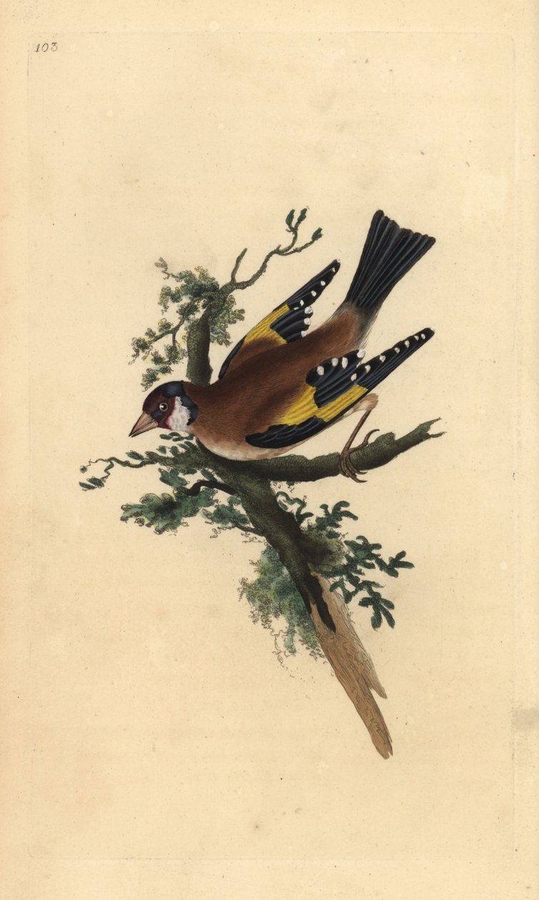 Goldfinch, Carduelis carduelis. Placa de cobre colorida à mão, desenhada e gravada por Edward Donovan a partir de sua própria "Natural History of British Birds," Londres de Edward Donovan