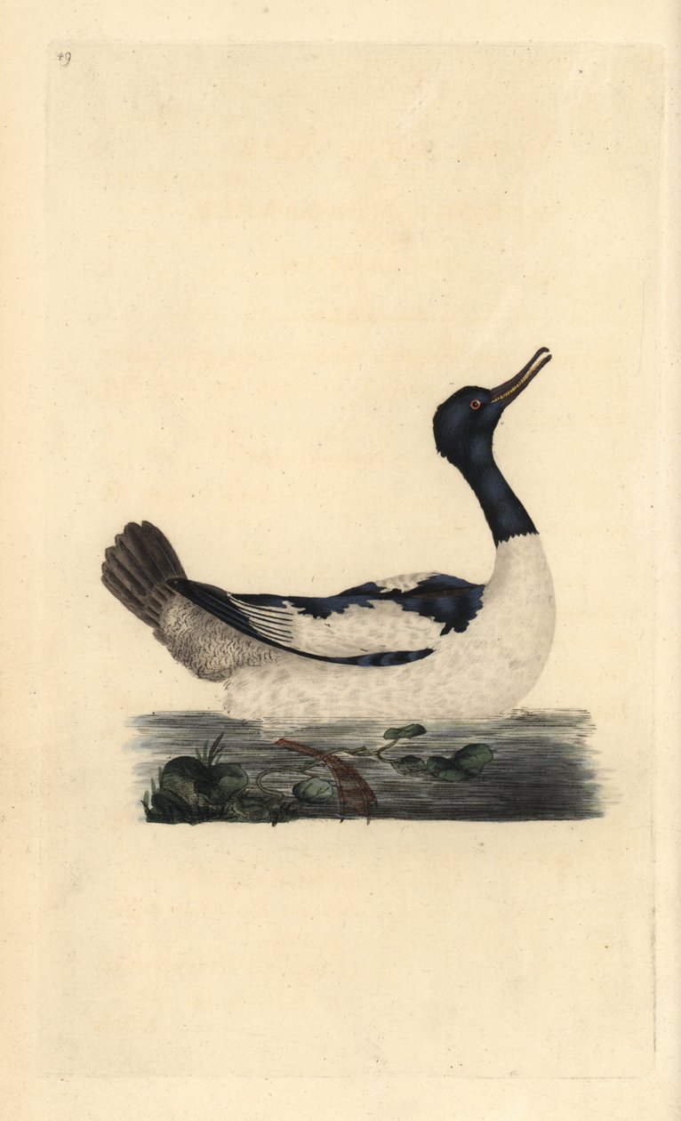 Goosander, Mergus merganser. Placa de cobre colorida à mão desenhada e gravada por Edward Donovan a partir de sua própria "Natural History of British Birds", Londres. de Edward Donovan
