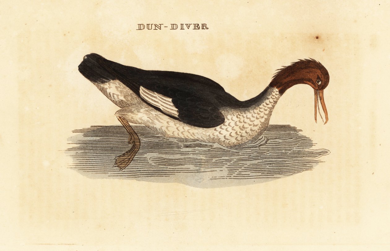 Goosander, Mergus merganser, feminino de Edward Donovan