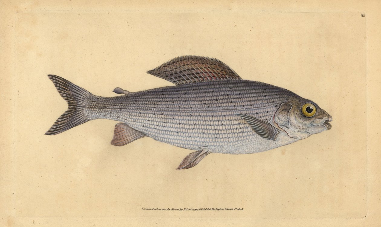 Grayling, Thymallus thymallus (Salmo thymallus). Placa de cobre colorida à mão desenhada e gravada por Edward Donovan a partir de sua História Natural dos Peixes Britânicos, Donovan e F.C. e J. Rivington, Londres. de Edward Donovan