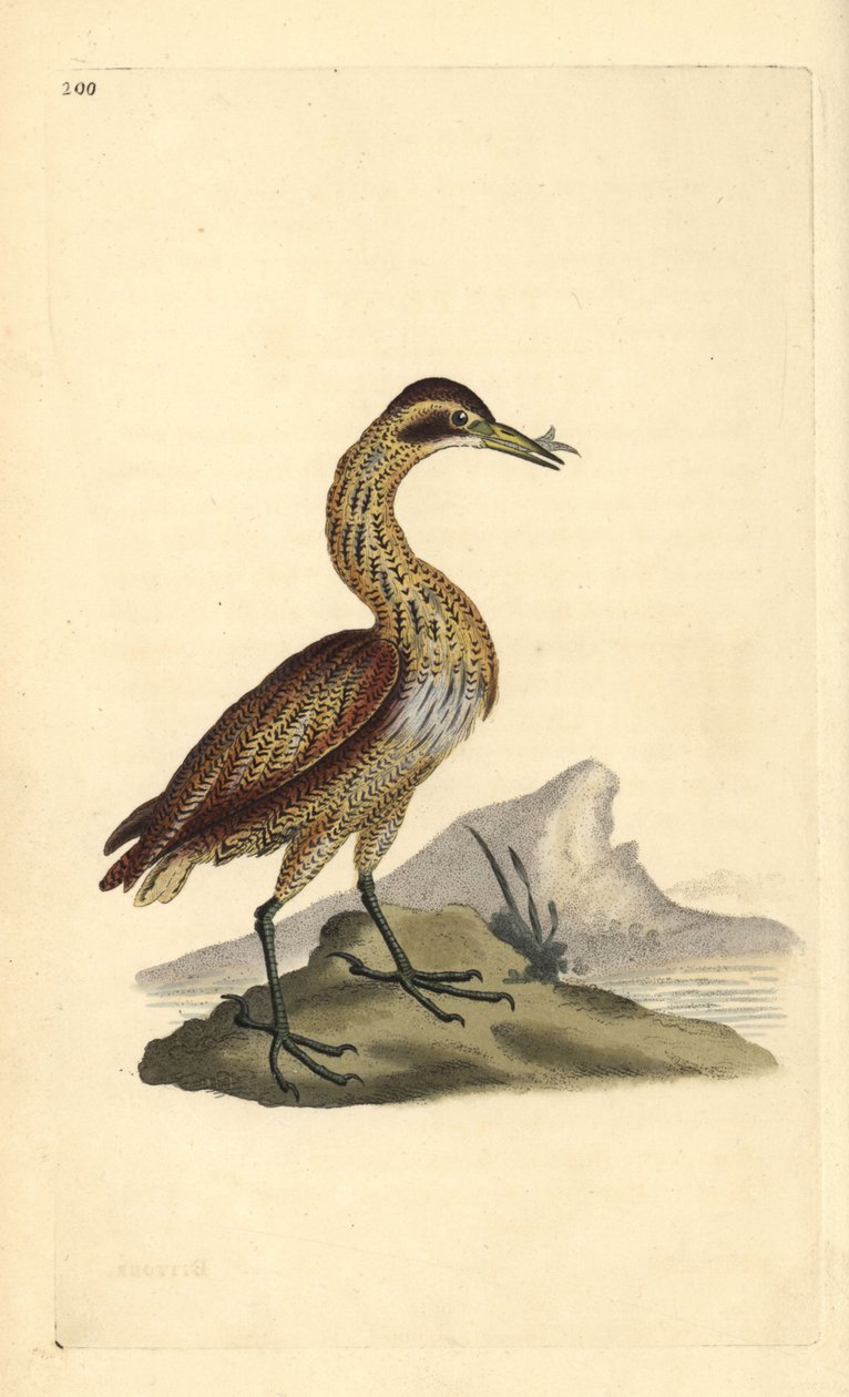 Grande abetouro, Botaurus stellaris. Placa de cobre colorida à mão, desenhada e gravada por Edward Donovan a partir de sua própria "Natural History of British Birds", Londres. de Edward Donovan