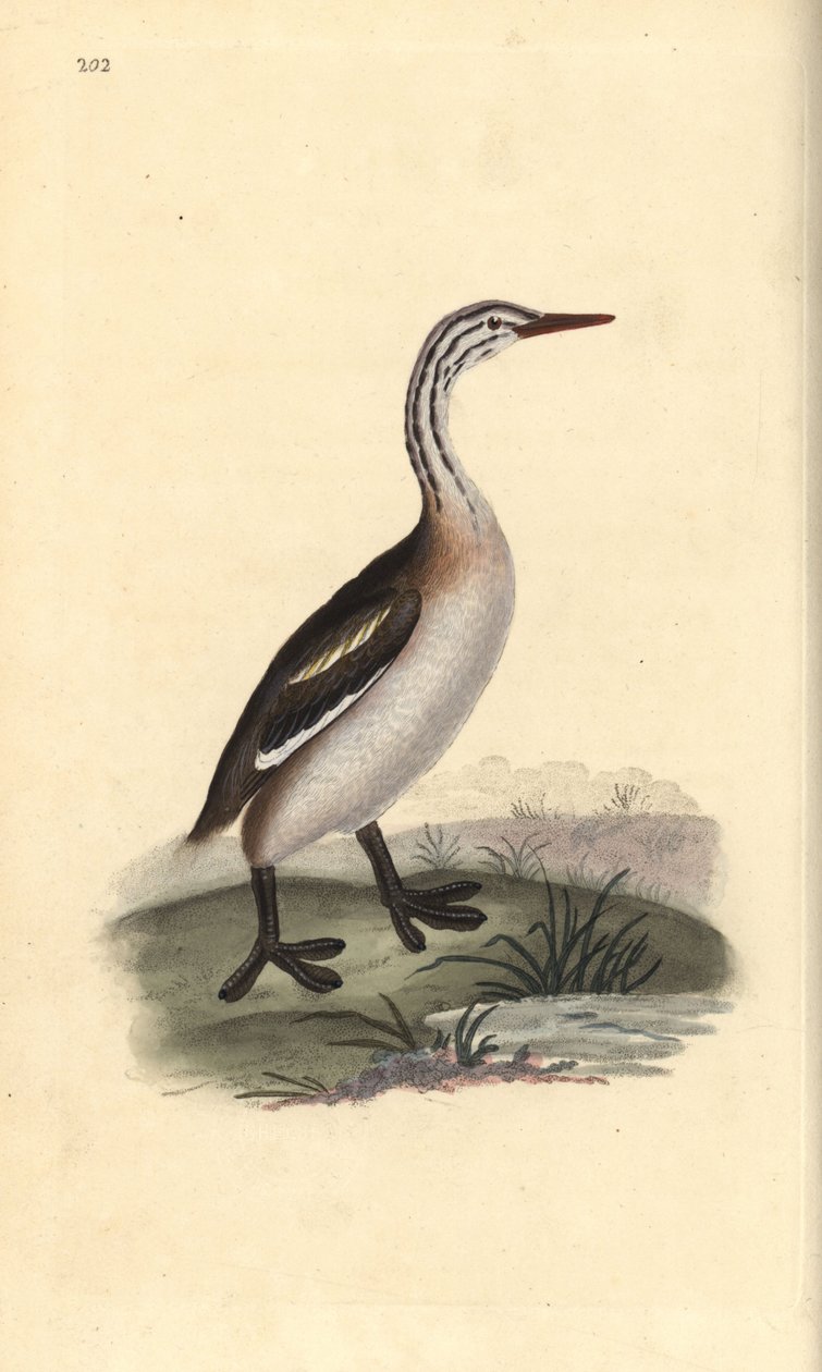 Grande grebe cristalizado, Podiceps cristatus. Placa de cobre colorida à mão, desenhada e gravada por Edward Donovan a partir de sua própria "Natural History of British Birds", Londres. de Edward Donovan
