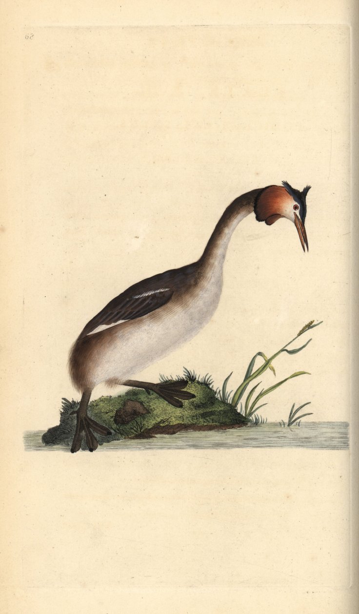 Grande grebe cristalizado, Podiceps cristatus. Placa de cobre colorida à mão, desenhada e gravada por Edward Donovan a partir de sua própria "Natural History of British Birds", Londres. de Edward Donovan