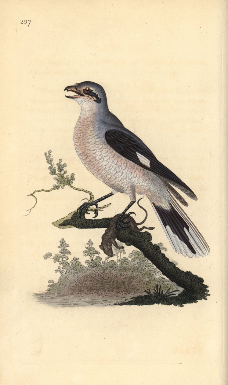 Great grey shrike (fêmea), excubitador Lanius. Placa de cobre colorida à mão, desenhada e gravada por Edward Donovan a partir de sua própria "Natural History of British Birds", Londres. de Edward Donovan