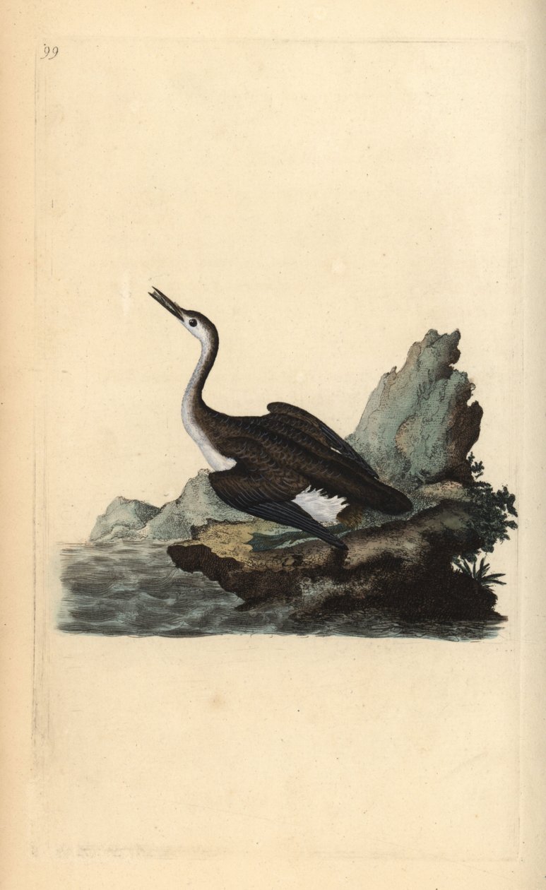Grande lunático do norte ou mergulhador, Gavia immer. Placa de cobre colorida à mão, desenhada e gravada por Edward Donovan a partir de sua própria "Natural History of British Birds", Londres. de Edward Donovan