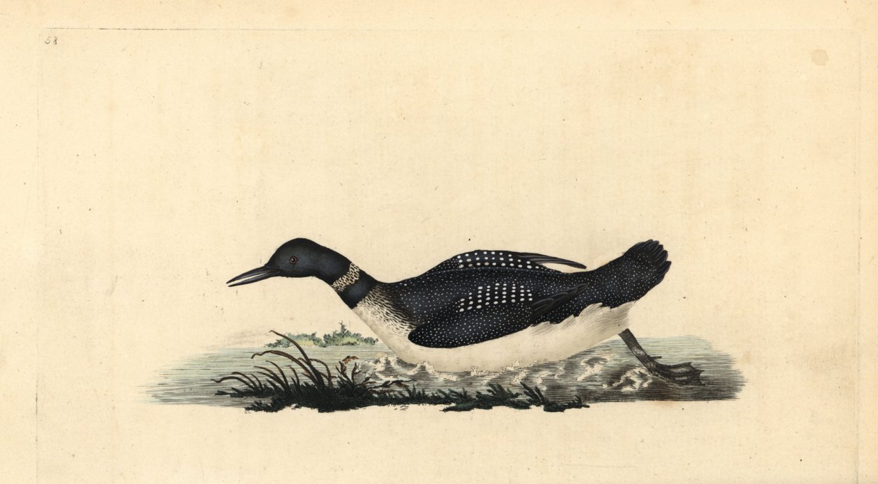 Grande lunático do norte ou mergulhador, Gavia immer. Placa de cobre colorida à mão, desenhada e gravada por Edward Donovan a partir de sua própria "Natural History of British Birds", Londres. de Edward Donovan