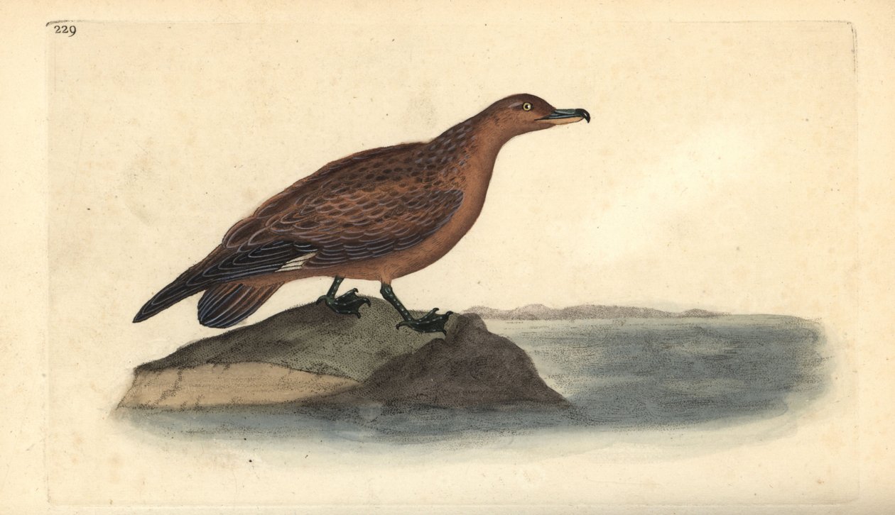Grande skua, Stercorarius skua. Placa de cobre colorida à mão, desenhada e gravada por Edward Donovan a partir de sua própria "Natural History of British Birds", Londres. de Edward Donovan