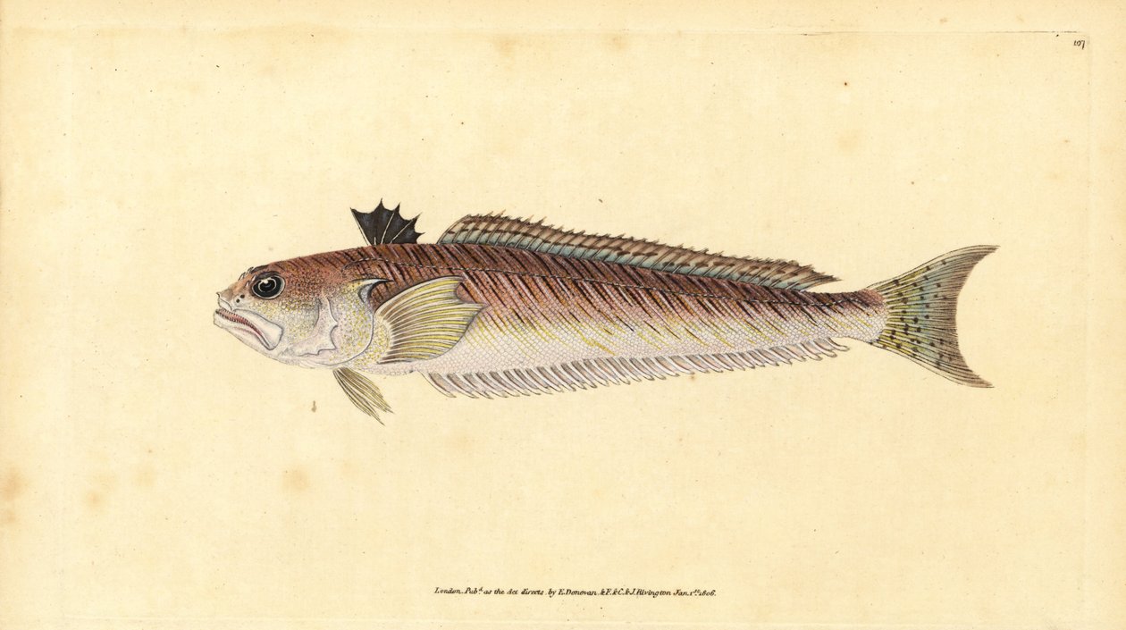 Maior Weever, Trachinus draco (Maior tecelão ou ferrão-touro, Trachinus major). Placa de cobre colorida à mão, desenhada e gravada por Edward Donovan a partir de sua História Natural dos Peixes Britânicos, Donovan e F.C. e J. Rivington, Londres. de Edward Donovan