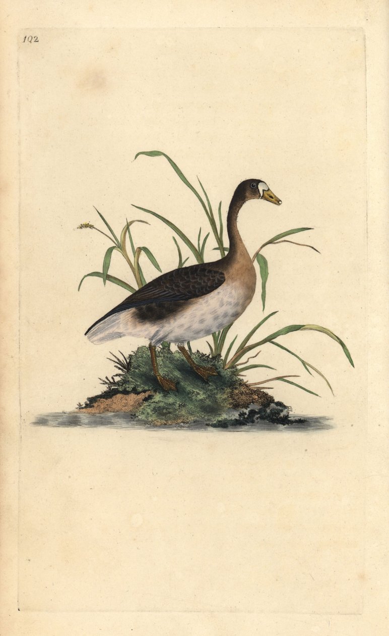 Um ganso de testa branca, Anser albifrons. Placa de cobre colorida à mão, desenhada e gravada por Edward Donovan a partir de sua própria "Natural History of British Birds", Londres. de Edward Donovan