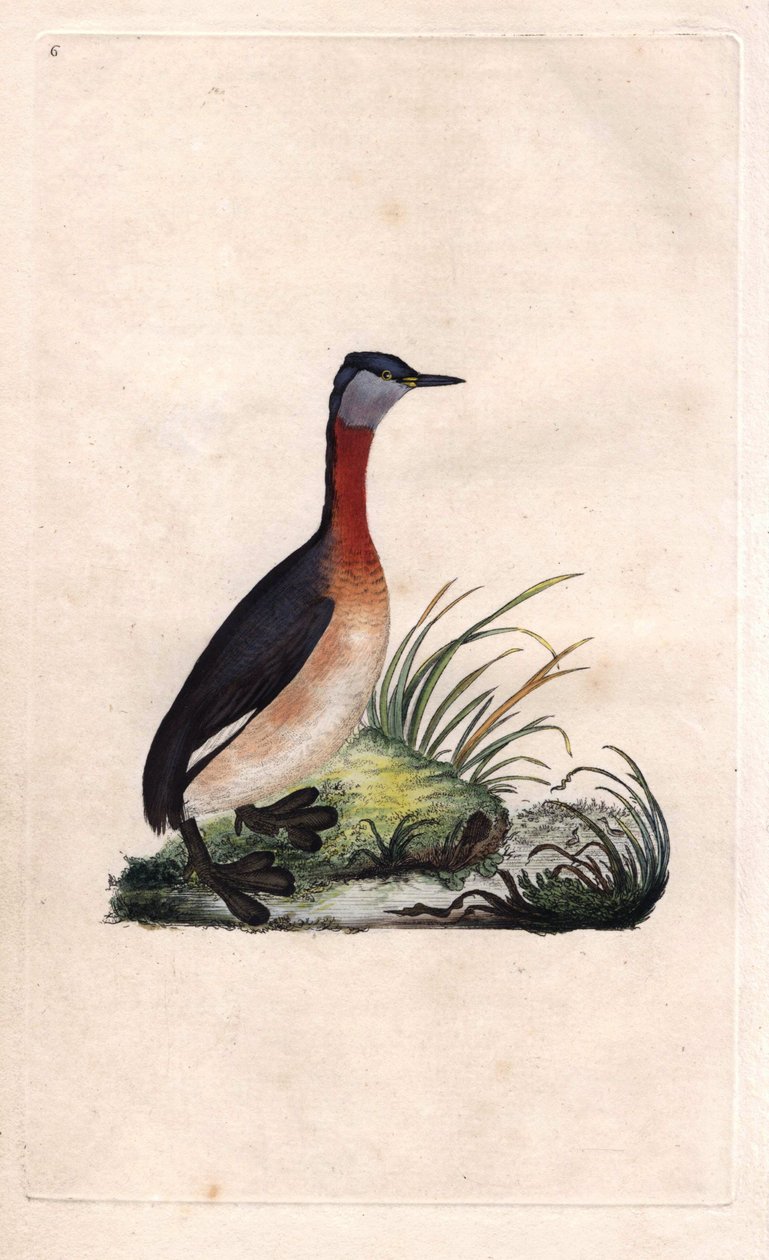 Grebe alegre. Podiceps grisegena (Podiceps ruficollis). Gravura em cobre de Edward Donovan (1768-1837), publicada na Histoire naturelle des oiseaux britanniques, Londres. de Edward Donovan
