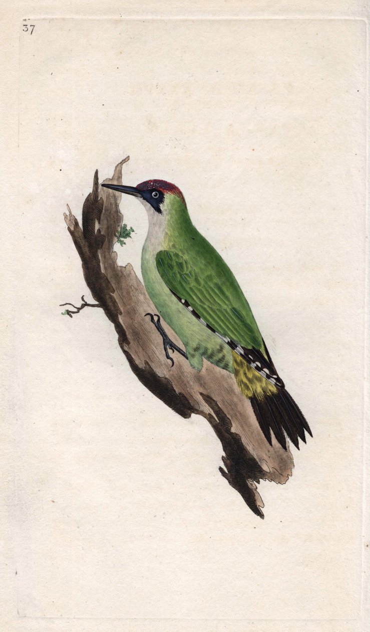 Pica-pau verde. Picus viridis. Gravura em cobre de Edward Donovan (1768-1837), publicada na Histoire naturelle des oiseaux britanniques, Londres. de Edward Donovan