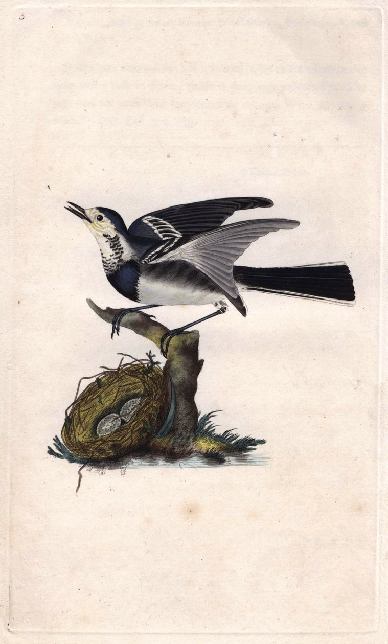 Grey Bergeronnette. Motacilla alba. Gravura em cobre de Edward Donovan (1768-1837), publicada na Histoire naturelle des oiseaux britanniques, Londres. de Edward Donovan