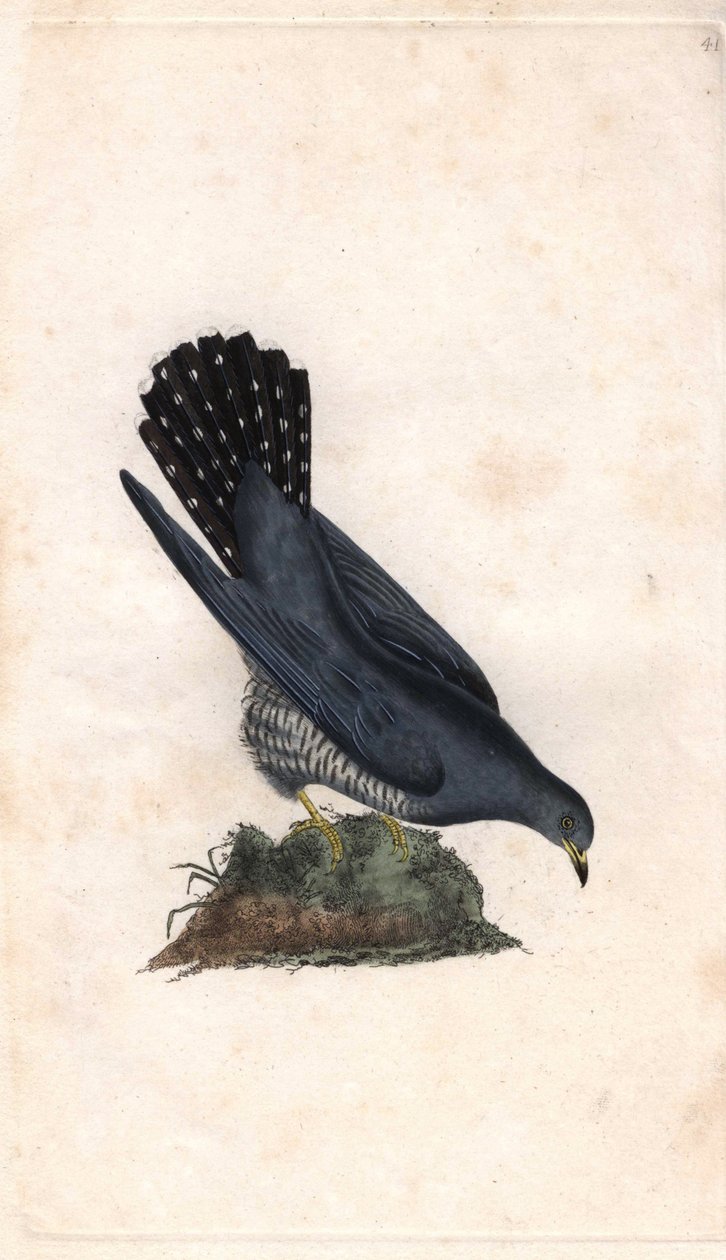 Olá, Grey. Cuculus canorus. Gravura em cobre de Edward Donovan (1768-1837), publicada na Histoire naturelle des oiseaux britanniques, Londres. de Edward Donovan