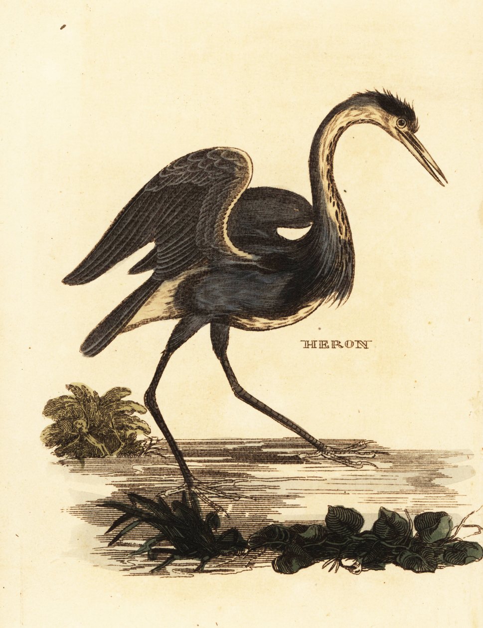 Garça cinzenta, Ardea cinerea de Edward Donovan