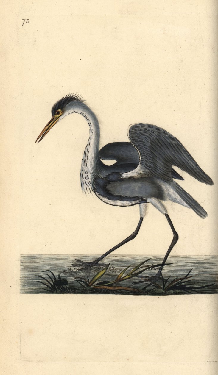 Garça cinzenta, Ardea cinerea. Placa de cobre colorida à mão, desenhada e gravada por Edward Donovan a partir de sua própria "Natural History of British Birds", Londres. de Edward Donovan