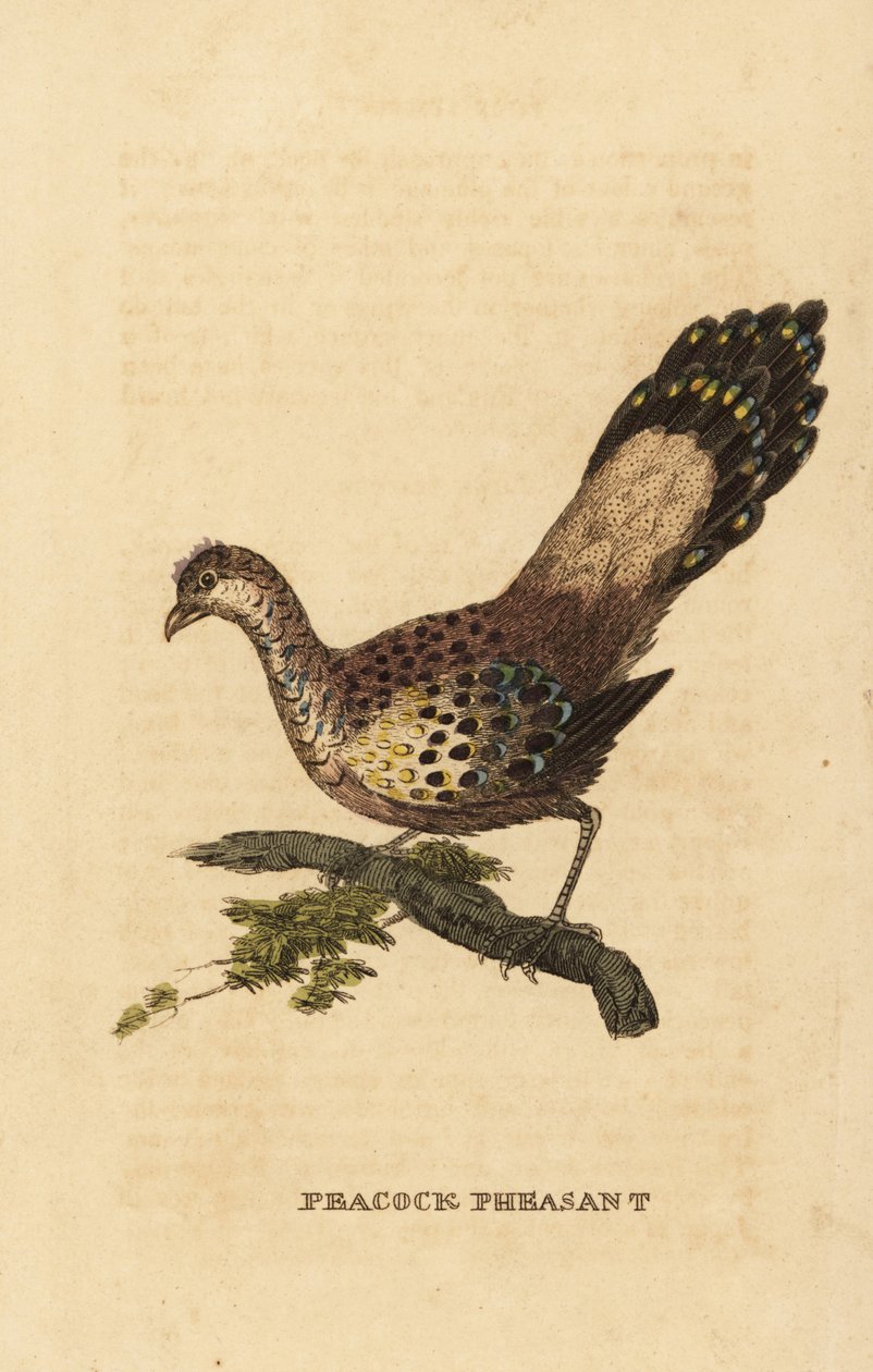 Faisão-pavão cinzento, Polyplectron bicalcaratum de Edward Donovan